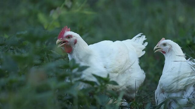 Plump white free range chickens in green grass, low angle closeup