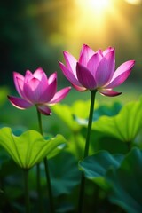 Obraz premium Purple lotus blooms in sunlight amidst greenery, nature scenery, blooms