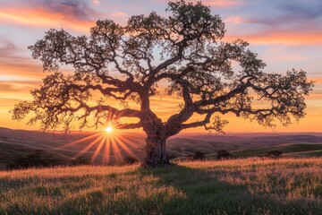 Obraz premium Majestic oak tree silhouetted against a vibrant sunset, casting sun rays over rolling hills.