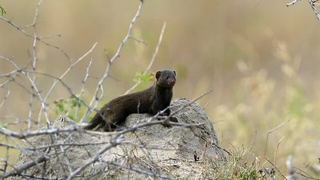Adorable Dwarf Mongoose on savanna looks to camera, alert and wary