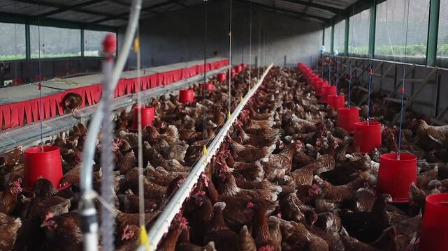 Healthy free range Lohmann Brown chickens in barn for food and water