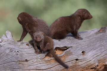 Südliche Zwergmanguste / Dwarf mongoose / Helogale parvula.