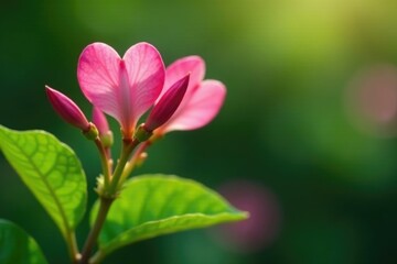 Pink heart-shaped buds on a verdant summer stem, flowering plant, spring gardening, gardenia
