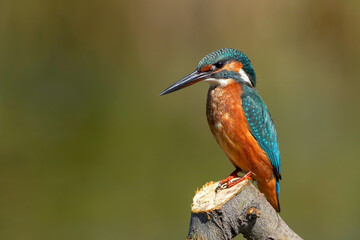 kingfisher on the branch in nature
