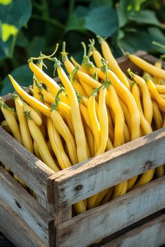 Yellow String Beans in Wooden Crate. Fresh Harvest from the Garden