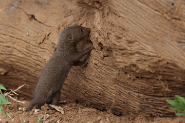 Südliche Zwergmanguste / Dwarf mongoose / Helogale parvula.