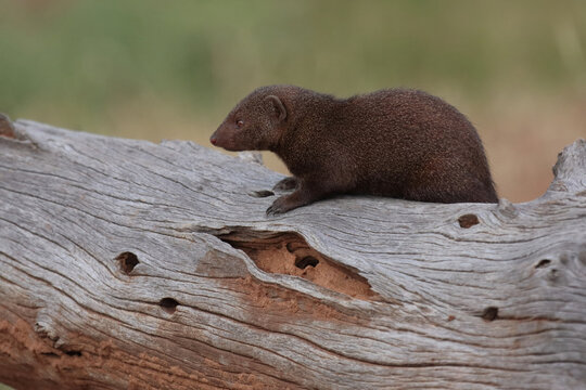 S&uuml;dliche Zwergmanguste / Dwarf mongoose / Helogale parvula