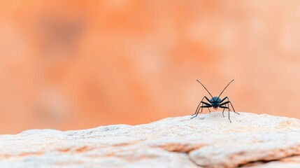 Black ant in a natural habitat on a rocky surface with blurred orange background