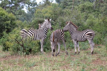 Steppenzebra / Burchell's zebra / Equus quagga burchellii.