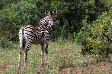 Steppenzebra / Burchell's zebra / Equus quagga burchellii.