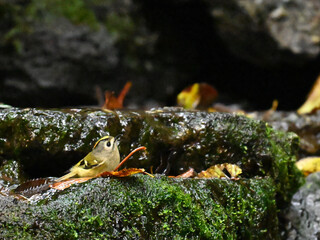 キクイタダキ Goldcrest