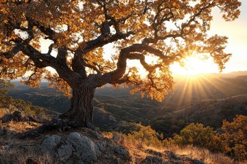 Fototapeta premium Majestic oak tree silhouetted against a vibrant sunset, showcasing autumnal foliage and sun rays over rolling hills.