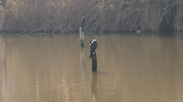 Cormorant resting on a wooden post in a pond