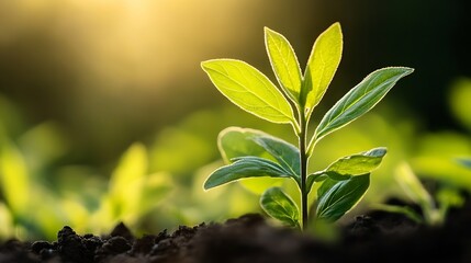 Close up shot of a young sprouting plant in rich soil illuminated by soft sunlight : Generative AI