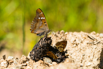 Wachtelweizen-Scheckenfalter (Melitaea athalia) und Kleiner Schillerfalter (Apatura ilia) an einem Kothaufen	
