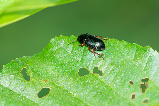 Pseudophonus rufipes / Behaarter Erdbeersamen-Schnelll&auml;ufer oder Behaarter Schnelll&auml;ufer