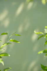 Lush green leaves against a soft pastel background showcasing nature's beauty