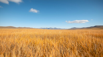 Golden grassland under blue sky, mountains backdrop. Perfect for travel brochures