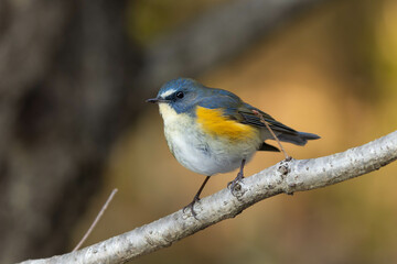 森に住む雄のルリビタキ