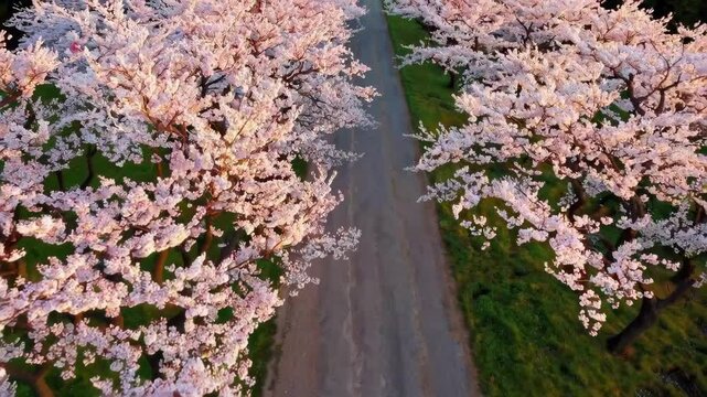 An aerial view of a fully bloomed cherry blossom row with no people.