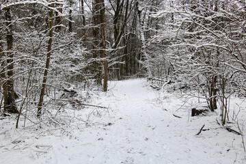 Winter forest road on a snowy, cloudy, frosty day