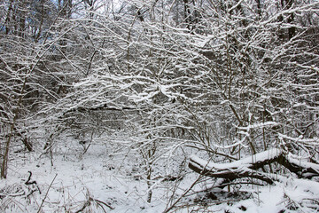 A winter forest with impenetrable dense bushes, covered with a large layer of snow