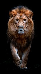 Fototapeta premium A lion strolls through a dimly lit, isolated area with a black background