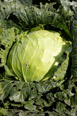 Obraz premium Head of white cabbage with leaves damaged by pests in the garden
