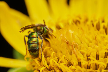 Green bee on yellow flower gathering pollen