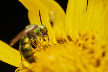 Green bee on yellow flower gathering pollen