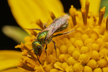 Green bee on yellow flower gathering pollen