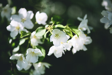 Delicate white flowers blooming on a sunny spring day in the garden