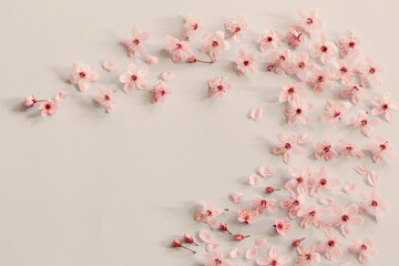 Obraz premium pink cherry flowers on blue background