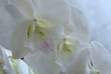 White orchid flower beautiful. Close up.view