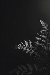 Elegant monochrome fern leaves gracefully illuminated against a dark background, creating a serene atmosphere