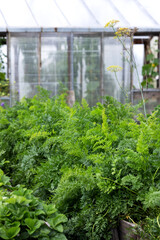 Carrots with green lace tops grow in the greenhouse garden