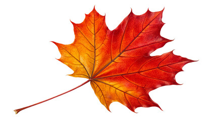 Obraz premium Canadian red maple leaf isolated on transparent background