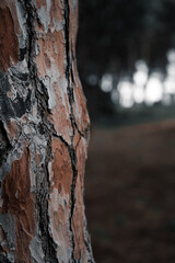 Hermosa y abstracta corteza de árbol viejo | Beautiful and abstract old tree bark