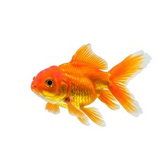 goldfish isolated on white background