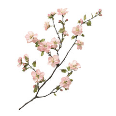 Isolated Sprawling Branch of Light Pink Blossoms with Buds and Foliage