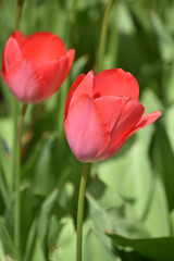 Pair of Dark Pink Tulips Blooming in the Spring