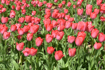 Dark Pink Tulips Flowering in a Field
