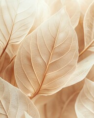 Obraz premium Delicate Translucent Leaves with Intricate Veins in Soft Beige Tones for a Natural Aesthetic