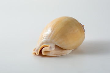 seashell on white background