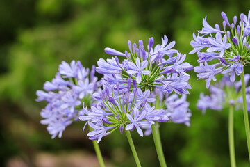 Blue agapanthus or African lily of nile flower is blooming  in the summer season in the city garden in Helsinki. Garden is open to everyone and there is no entrance fee.