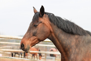 Beautiful brown riding horse portrait from the yard of the riding school. A few other horses can be seen in the blurred background.