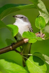 Lesser whitethroat, Sylvia curruca. Little bird sits on a branch of an apple tree in August.