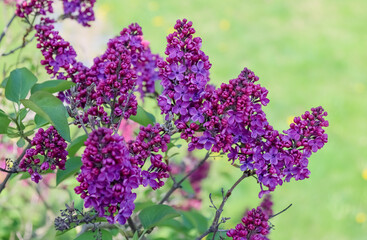 Purple lilac bush blooms in May. Beautiful purple flowers. The blurred background has green grass and yellow dandelions.