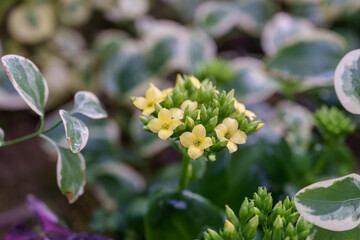 Close-up photo of small yellow Kalanchoe flowers in bloom