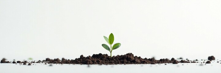 A small sprout emerging from the ground in a white background, natural, minimalist, plant